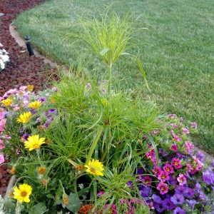 CYPERUS GRACEFUL GRASSES PRINCE TUT EGYPTIAN PAPYRUS DWARF