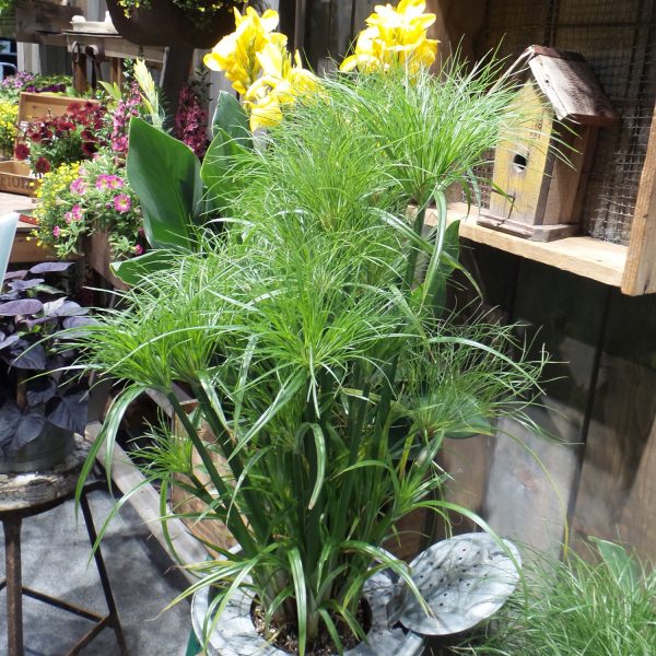 CYPERUS GRACEFUL GRASSES PRINCE TUT EGYPTIAN PAPYRUS DWARF