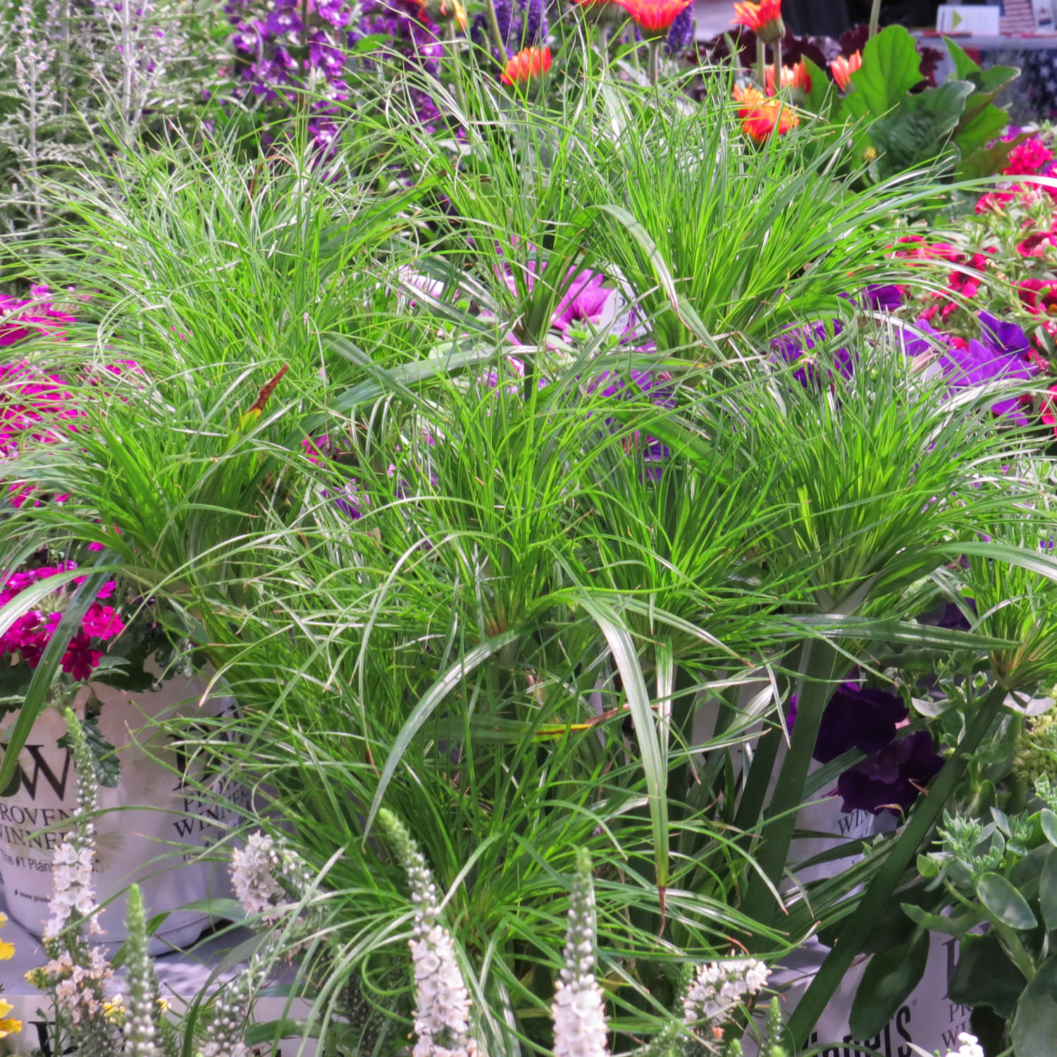 GRACEFUL GRASSES PRINCE TUT Grass