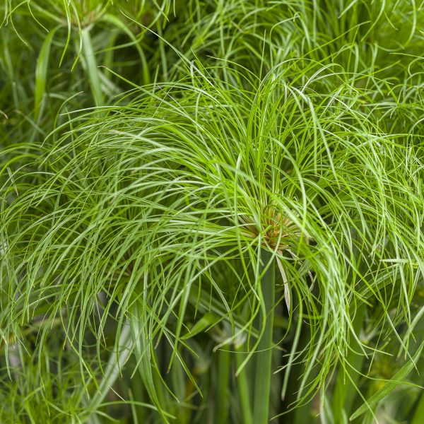 CYPERUS GRACEFUL GRASSES PRINCE TUT EGYPTIAN PAPYRUS DWARF