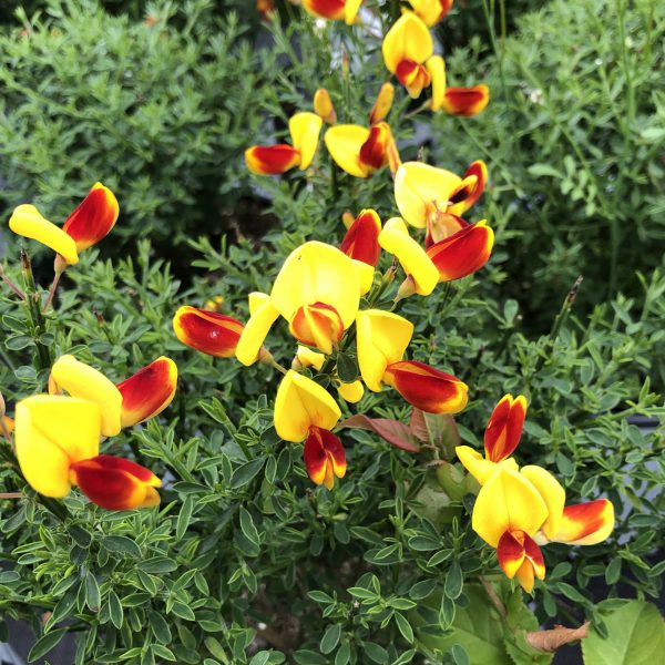 CYTISUS SISTER DISCO SCOTCH BROOM