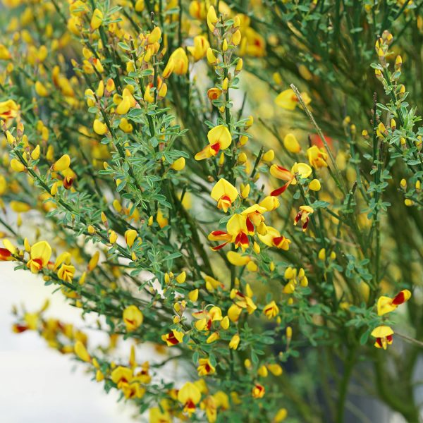 CYTISUS SISTER DISCO SCOTCH BROOM