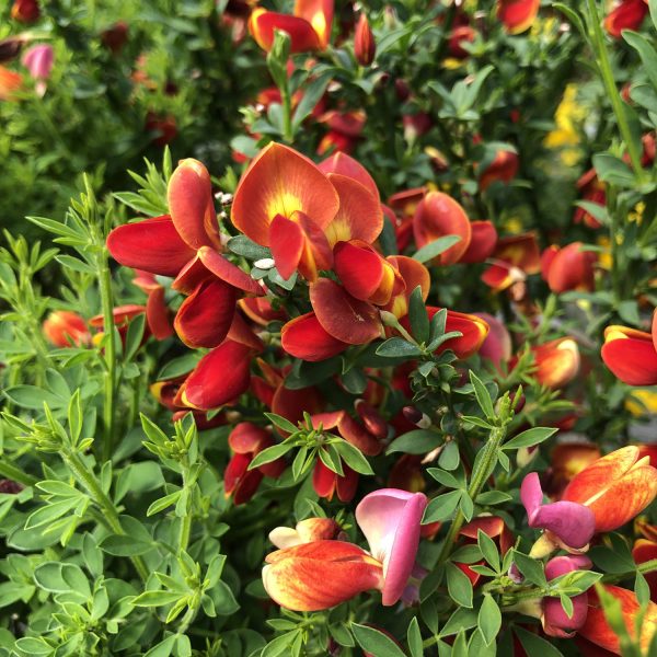 CYTISUS SISTER REDHEAD SCOTCH BROOM