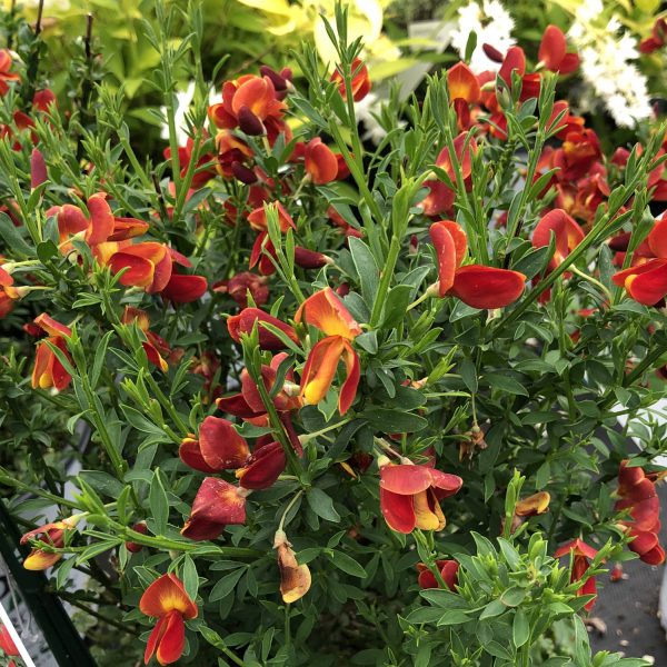 CYTISUS SISTER REDHEAD SCOTCH BROOM