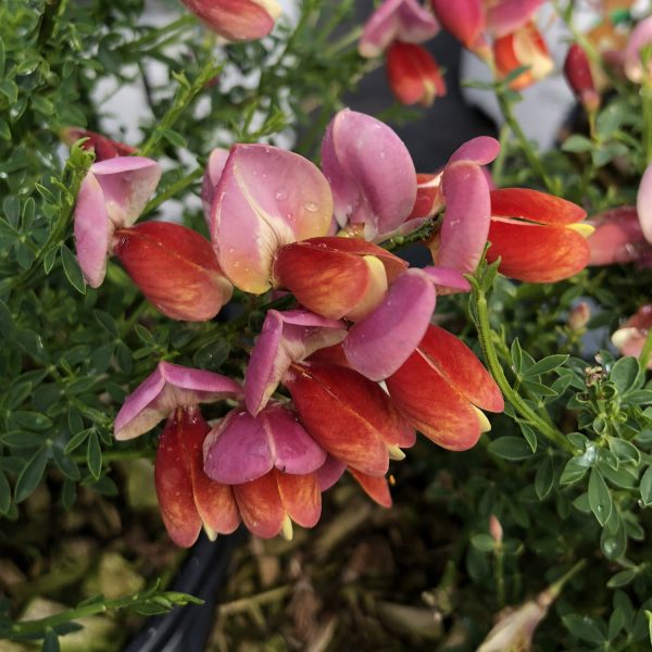 CYTISUS SISTER ROSIE SCOTCH BROOM