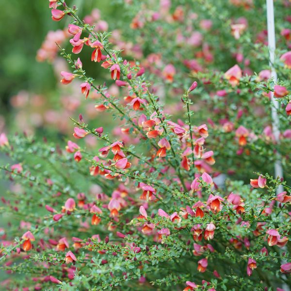 CYTISUS SISTER ROSIE SCOTCH BROOM