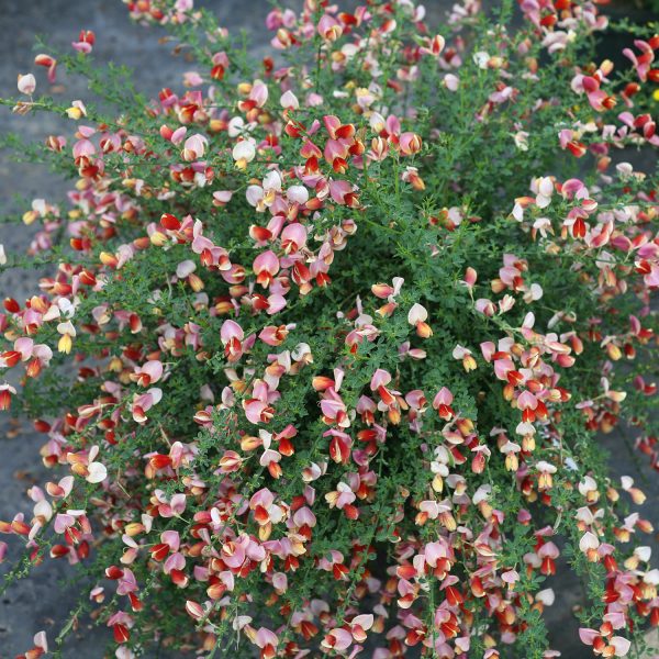 CYTISUS SISTER ROSIE SCOTCH BROOM