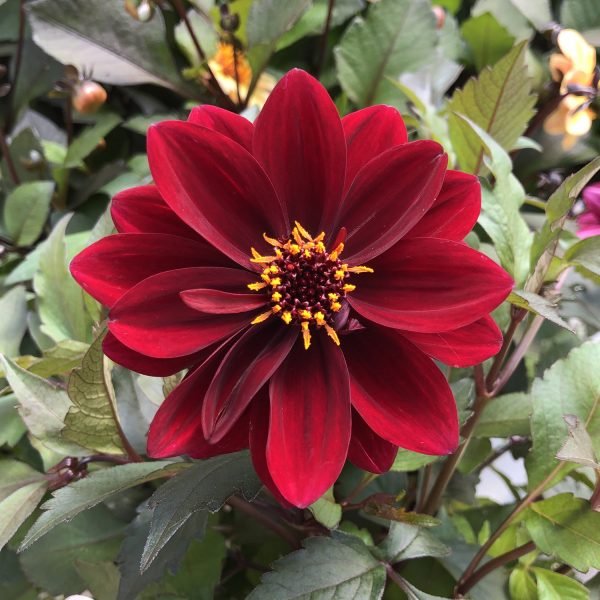 DAHLIA DAHLIGHTFUL CRUSHED CRIMSON DAHLIA