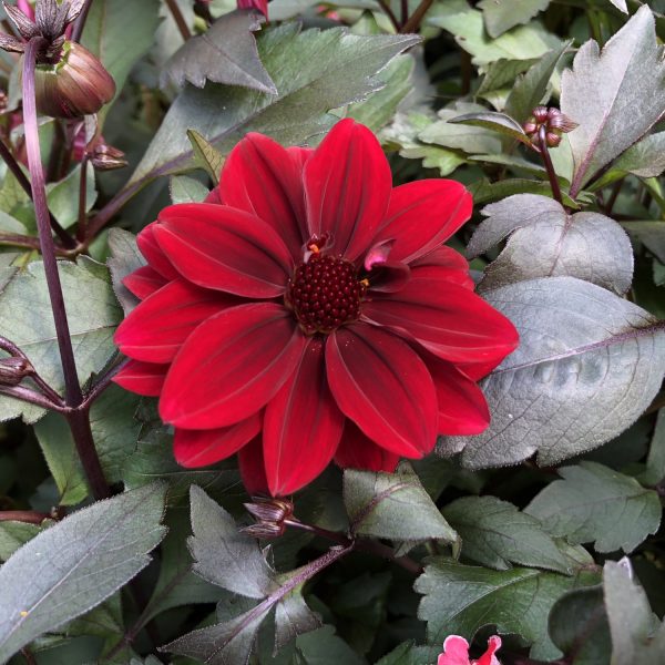 DAHLIA DAHLIGHTFUL CRUSHED CRIMSON DAHLIA