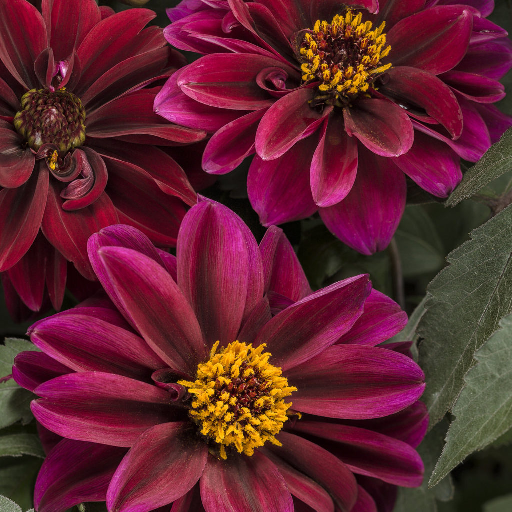 DAHLIGHTFUL® Crushed Crimson Dahlia