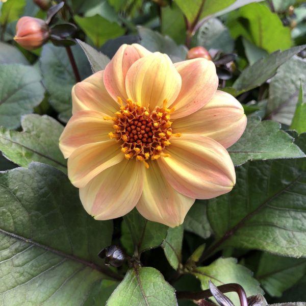 DAHLIA DAHLIGHTFUL GEORGIA PEACH DAHLIA