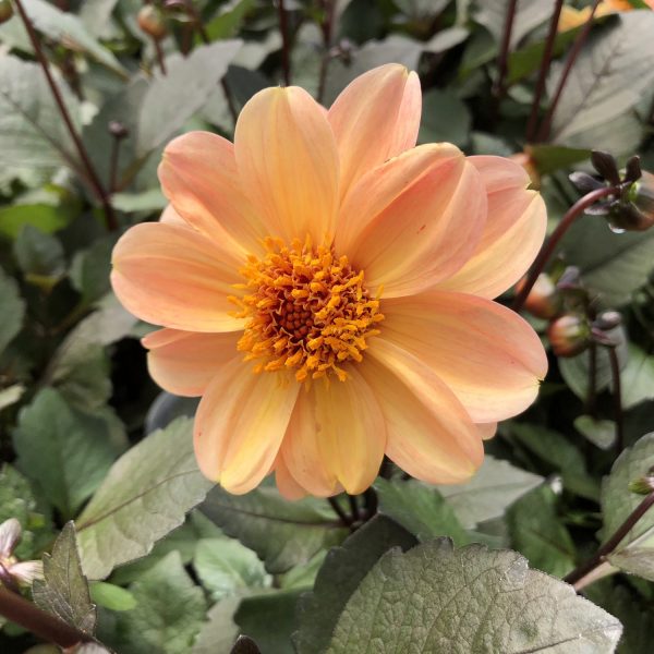 DAHLIA DAHLIGHTFUL GEORGIA PEACH DAHLIA