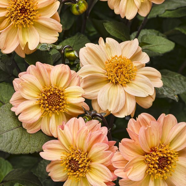 DAHLIA DAHLIGHTFUL GEORGIA PEACH DAHLIA