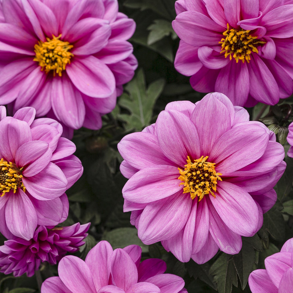 Dahlia DAHLIGHTFUL Lively Lavender Buy Dahlia Annuals Online
