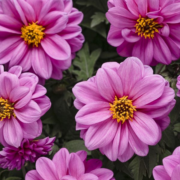 DAHLIA DAHLIGHTFUL LIVELY LAVENDER DAHLIA