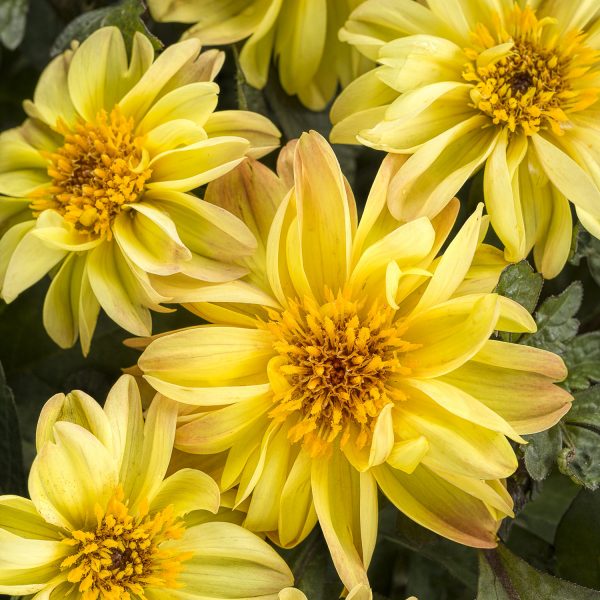 DAHLIA DAHLIGHTFUL TUPELO HONEY DAHLIA