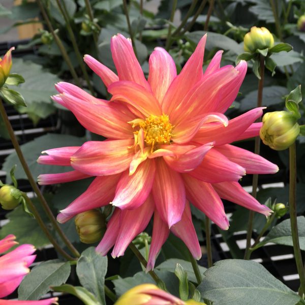 DAHLIA XXL SUNSET DAHLIA