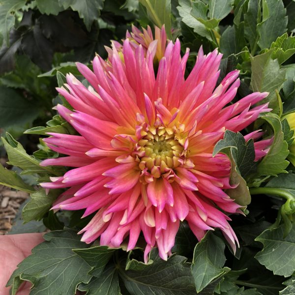 DAHLIA XXL SUNSET DAHLIA