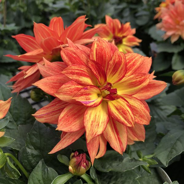 DAHLIA XXL TABASCO DAHLIA