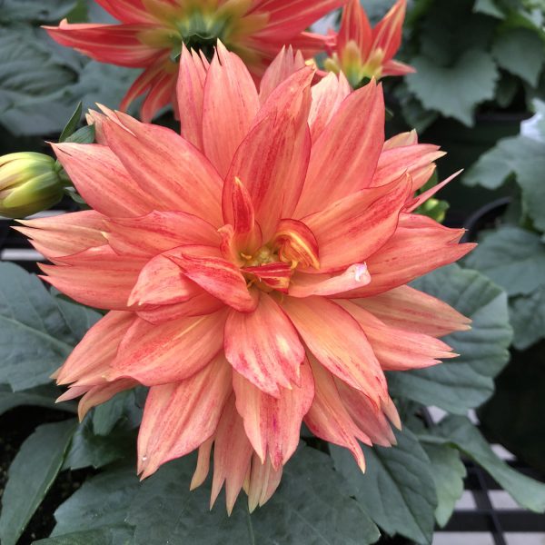 DAHLIA XXL TABASCO DAHLIA