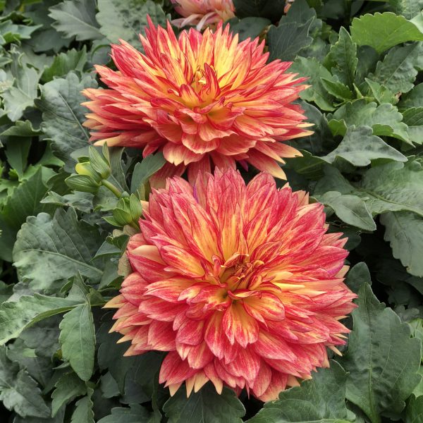 DAHLIA XXL TABASCO DAHLIA