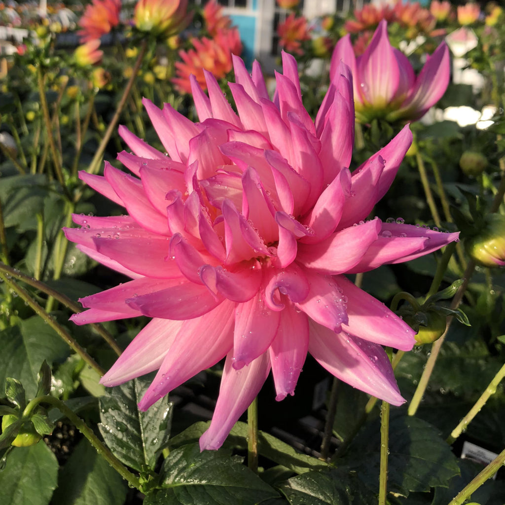 DAHLIA XXL VERACRUZ DAHLIA