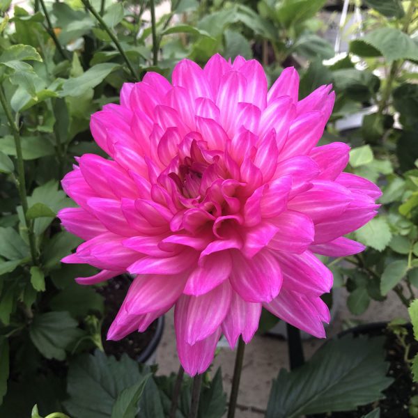 DAHLIA XXL VERACRUZ DAHLIA