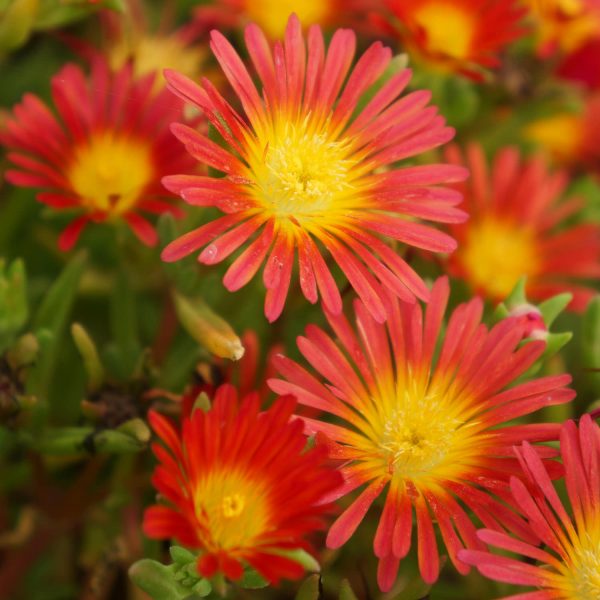 DELOSPERMA BUTTON UP FIRE ICE PLANT