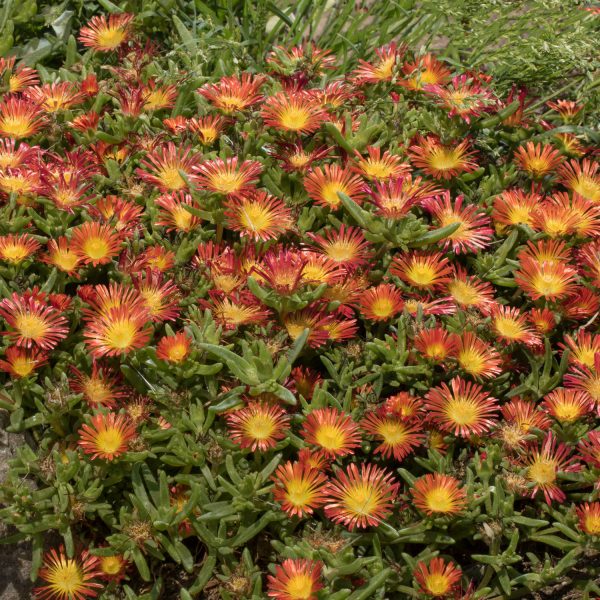 DELOSPERMA BUTTON UP FIRE ICE PLANT