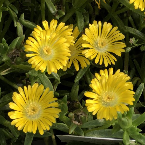 DELOSPERMA BUTTON UP GOLD ICE PLANT