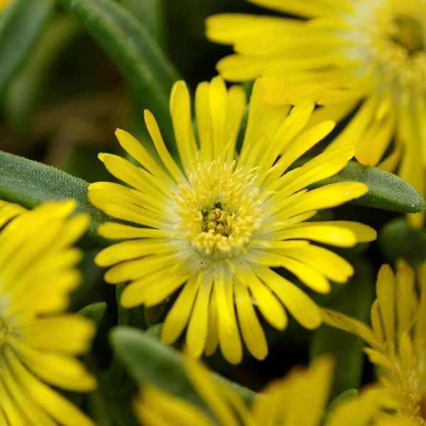 DELOSPERMA BUTTON UP GOLD ICE PLANT