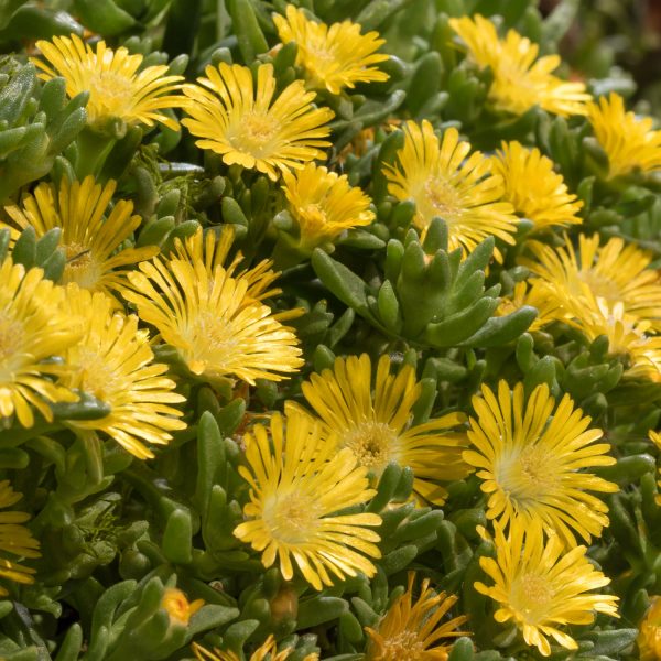 DELOSPERMA BUTTON UP GOLD ICE PLANT