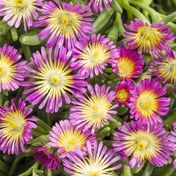 DELOSPERMA BUTTON UP HOT PINK ICE PLANT