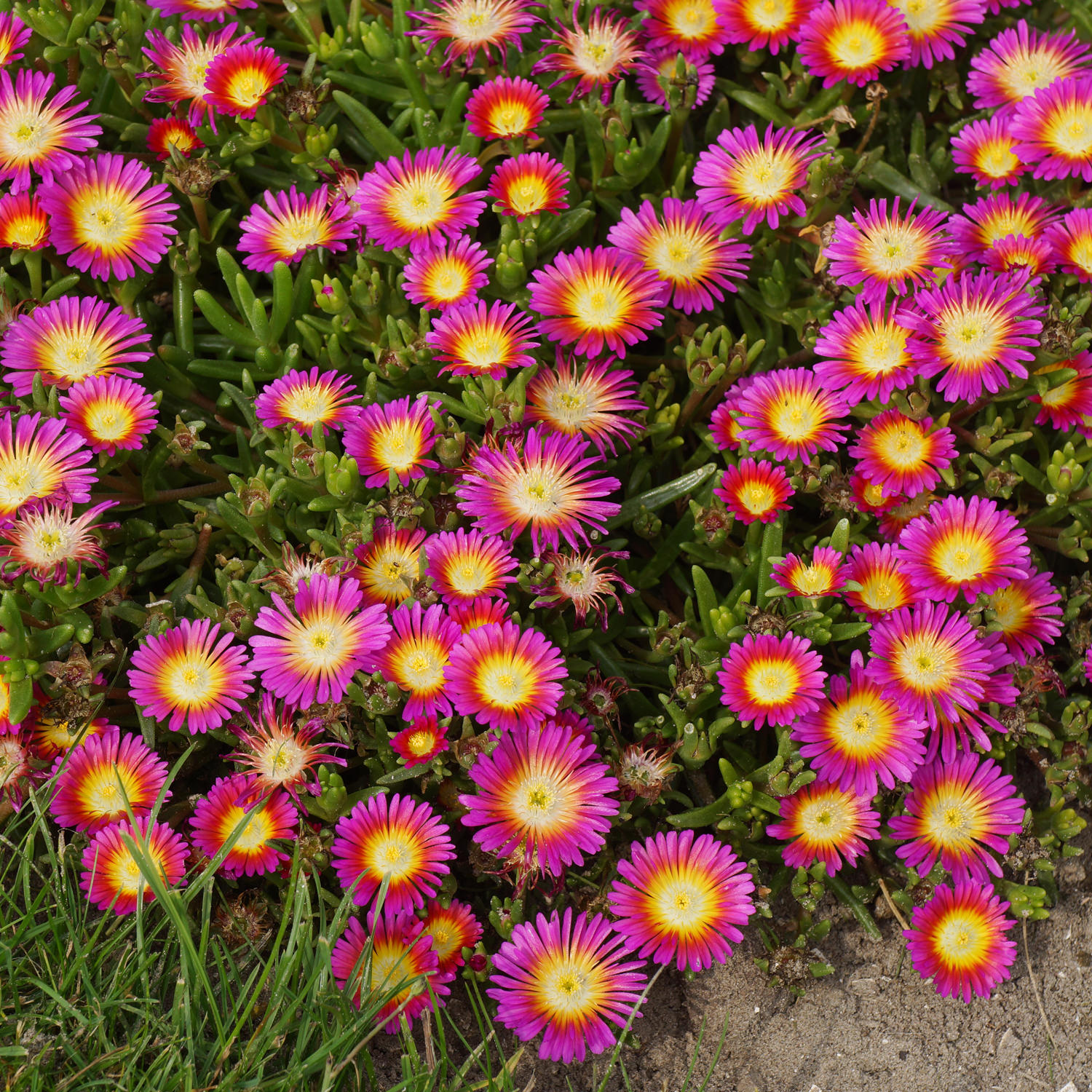 BUTTON Hot Pink Delosperma Garden Crossings