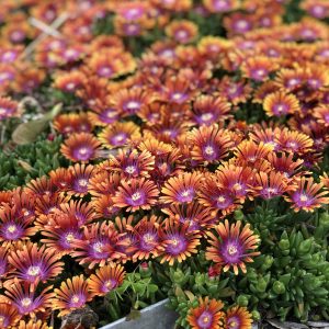 DELOSPERMA FIRE SPINNER ICE PLANT