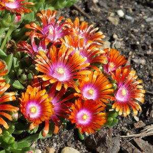 Delosperma - Ice Plant