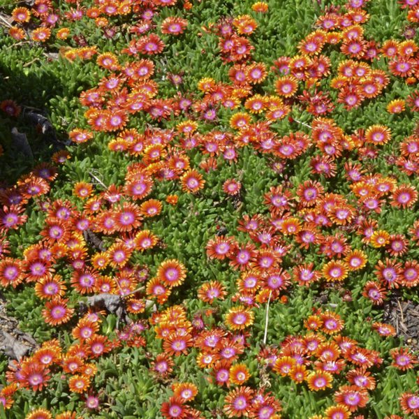 DELOSPERMA FIRE SPINNER ICE PLANT