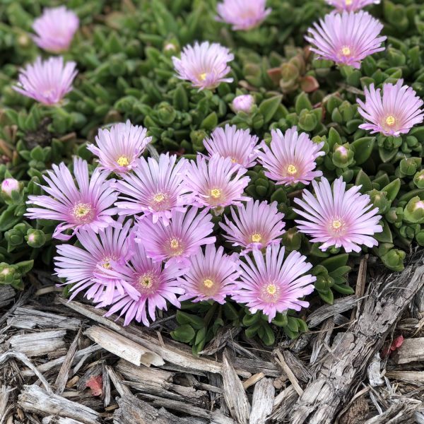 DELOSPERMA LAVENDER ICE ICE PLANT