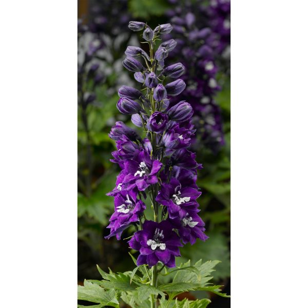 DELPHINIUM DELPHINA DARK BLUE WHITE BEE LARKSPUR