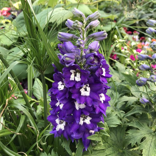 DELPHINIUM DELPHINA DARK BLUE WHITE BEE LARKSPUR