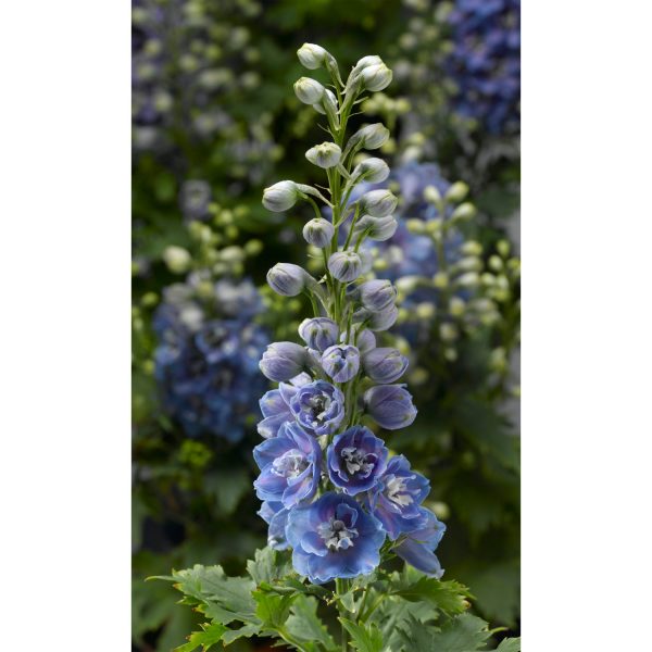 DELPHINIUM DELPHINA LIGHT BLUE WHITE BEE LARKSPUR