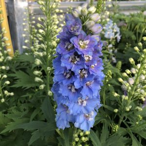 DELPHINIUM DELPHINA LIGHT BLUE WHITE BEE LARKSPUR