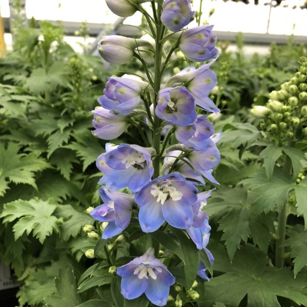 DELPHINIUM DELPHINA LIGHT BLUE WHITE BEE LARKSPUR