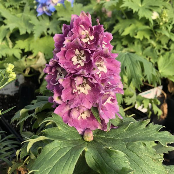 DELPHINIUM DELPHINA ROSE WHITE BEE LARKSPUR