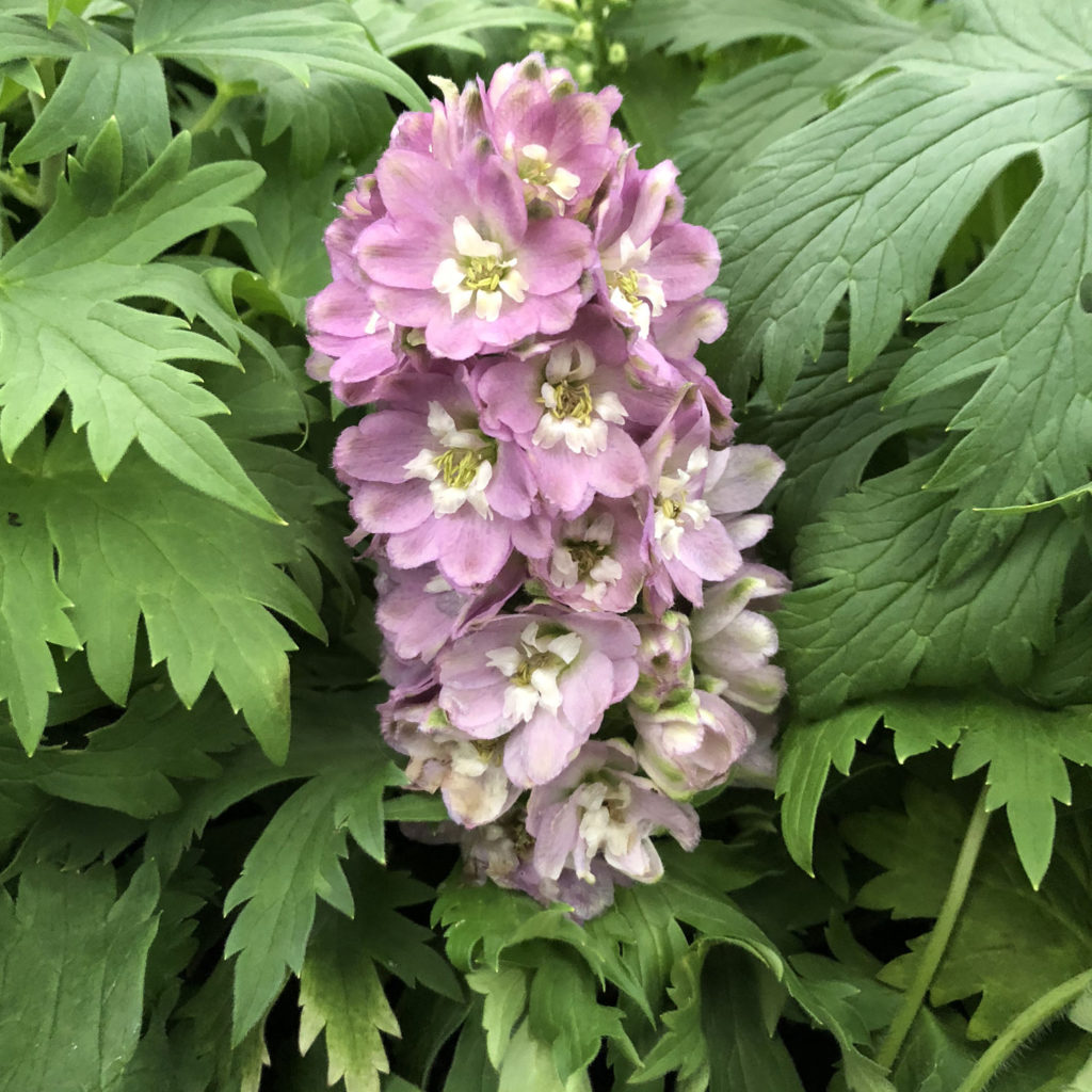 DELPHINA™ 'Rose White Bee' Delphinium