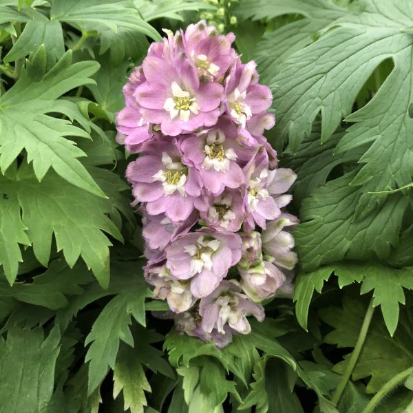 DELPHINIUM DELPHINA ROSE WHITE BEE LARKSPUR