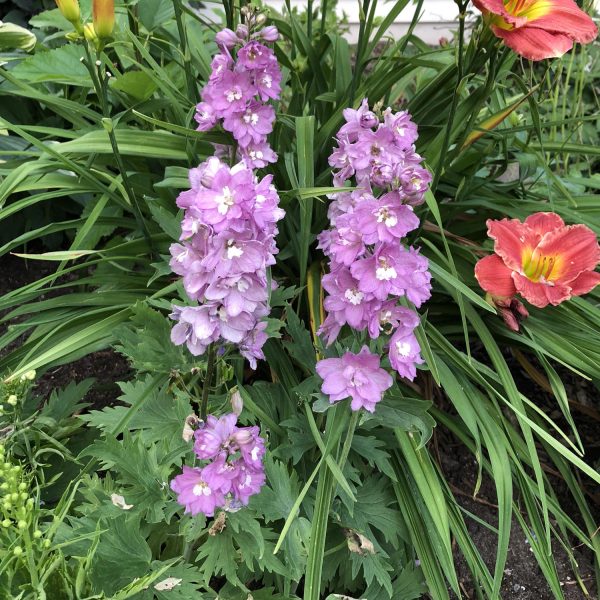 DELPHINIUM DELPHINA ROSE WHITE BEE LARKSPUR