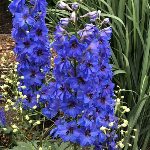 DELPHINIUM MILLION DOLLAR BLUE LARKSPUR