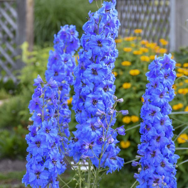 DELPHINIUM MILLION DOLLAR BLUE LARKSPUR