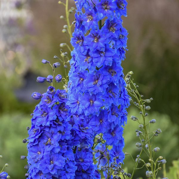 Delphinium 'Million Dollar Blue' - Garden Crossings